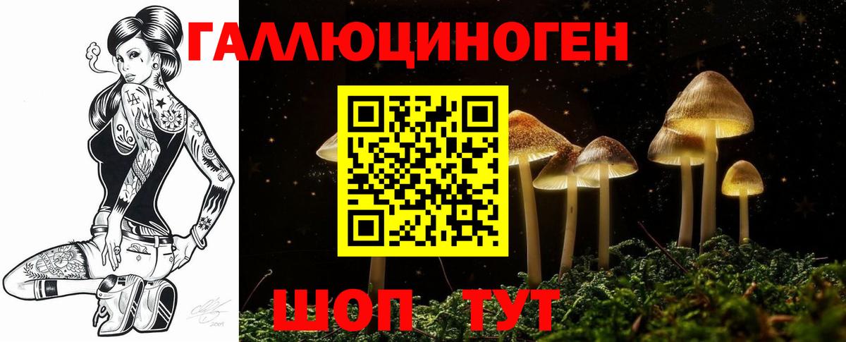Галлюциногенные грибы Psilocybe Гай